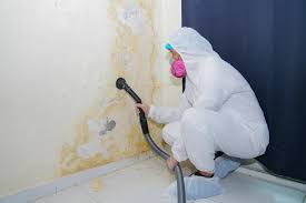 Best Basement Mold Removal  in Stony Prairie, OH